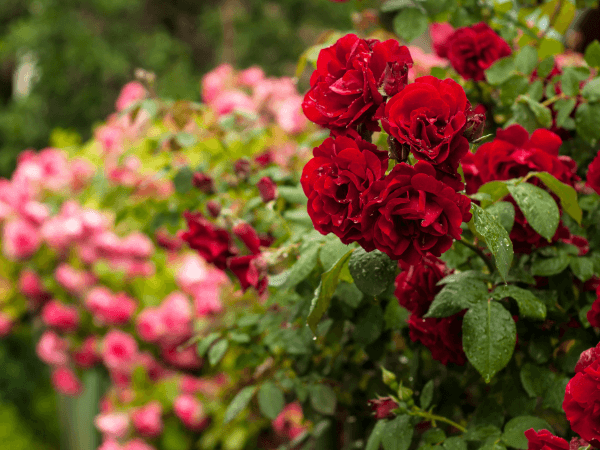 Rose Garden