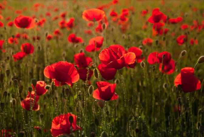 UHCU Sponsoring the 2024 Red Poppy Festival in Georgetown, TX